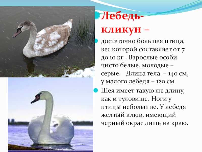 Лебедь-кликун
