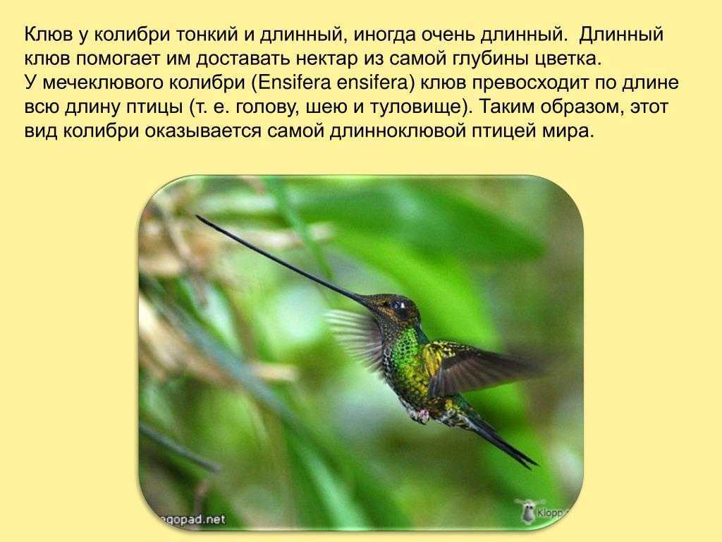 Колибри