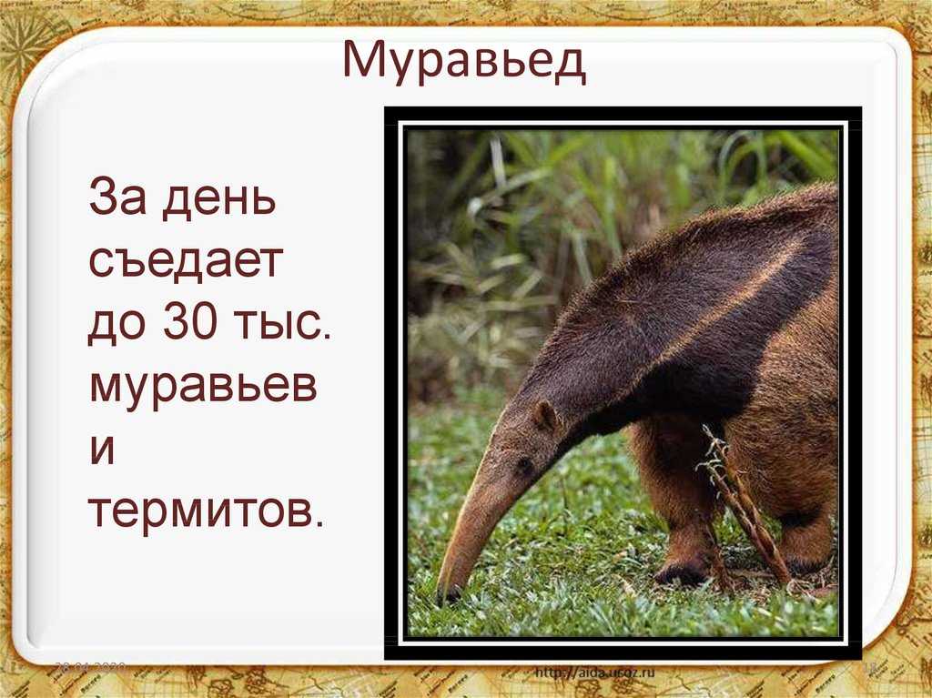 Интересные факты о муравьедах