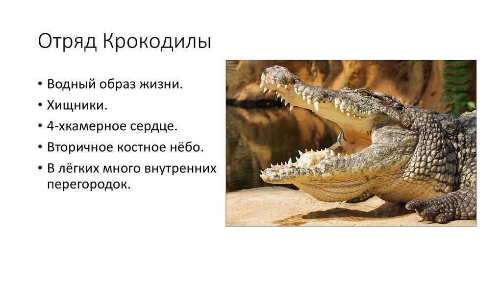 Крокодилы и аллигаторы - виды, названия, фото и описание, видео, питание и размножение