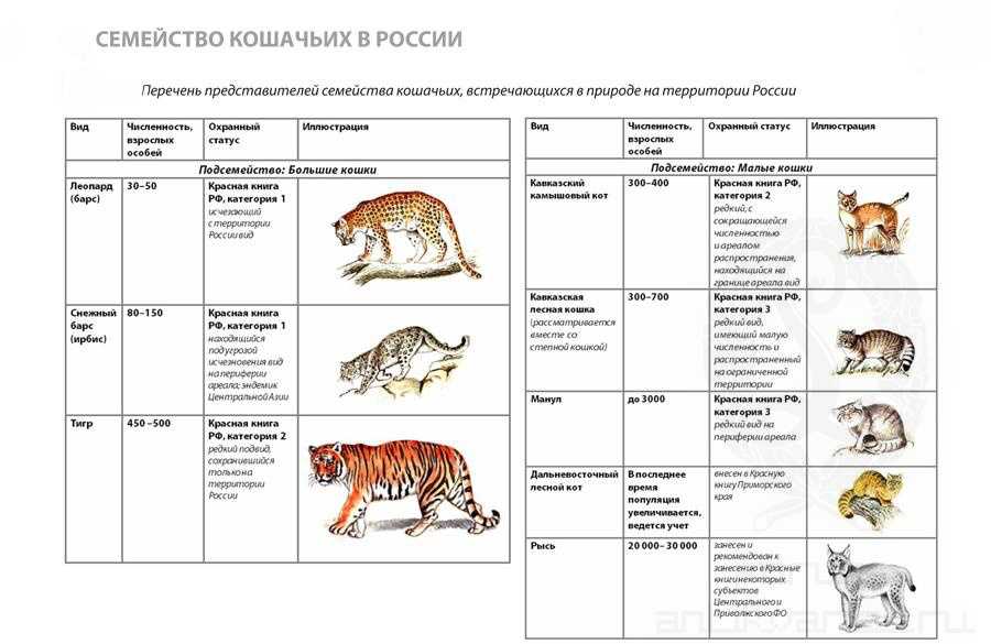 Лев - описание, где обитает, сколько весит, сколько живет, фото