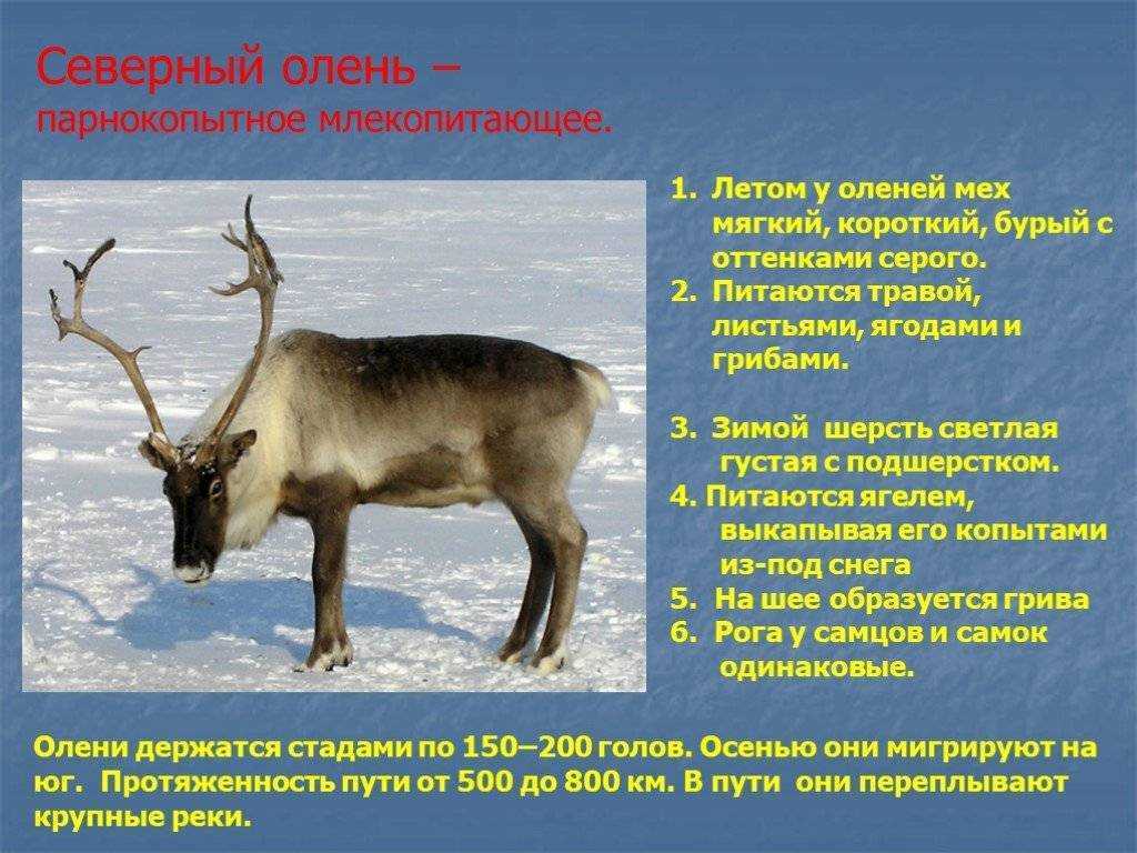 Благородный олень из красной книги – фото и описание: где обитает, чем питается, внешний вид