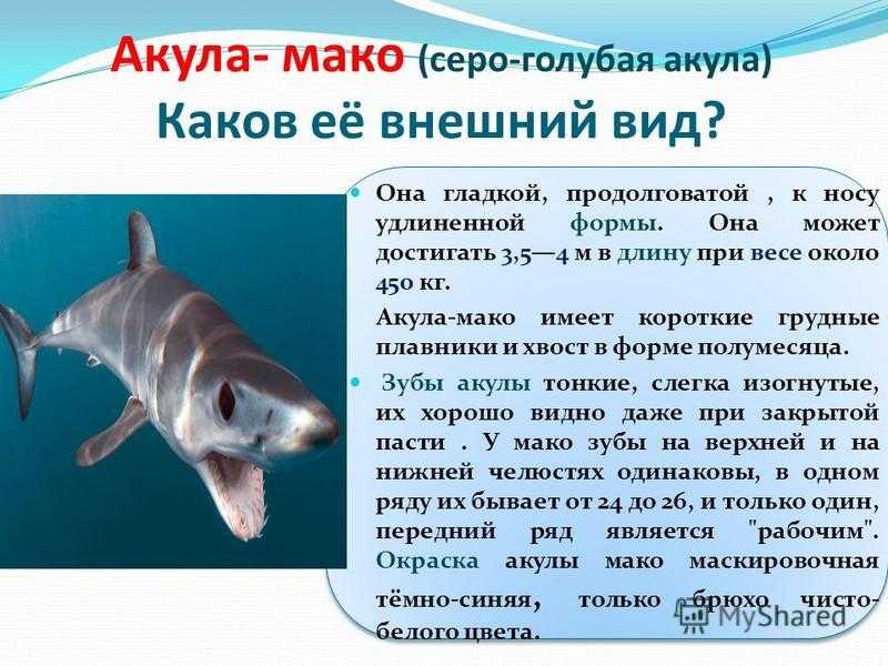 Исследовательская работа муниципальное общеобразовательное учреждение основная общеобразовательная школа 12 городского округа новокуйбышевск самарской. - презентация