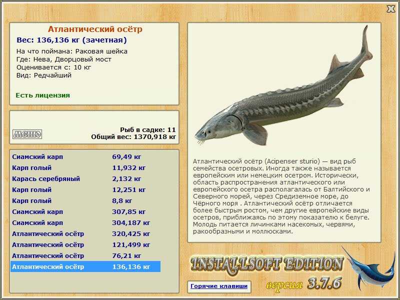 Амурский осётр