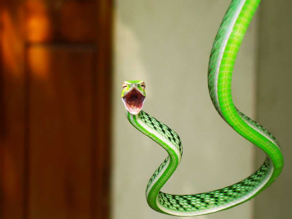 Boa constrictor или императорский удав