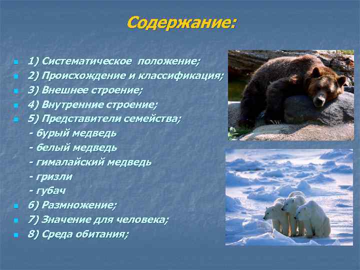 Медведь бурый