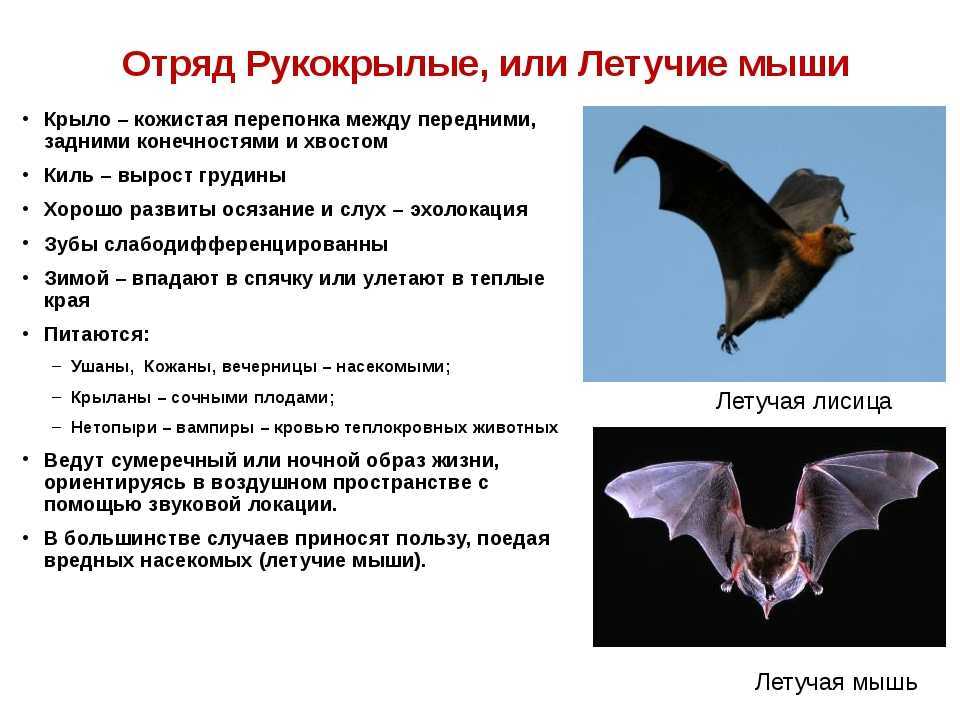 Летучая собака. описание, особенности, виды, образ жизни и среда обитания летучих собак | живность.ру