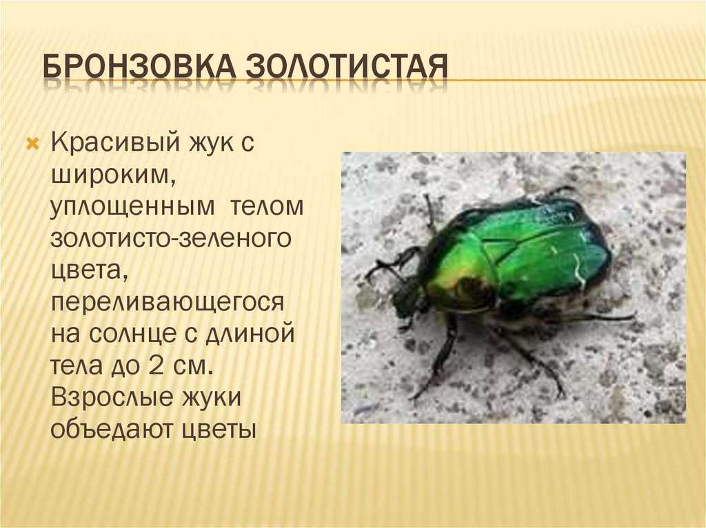 Бронзовик жук фото и описание