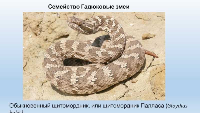 Ямкоголовые змеи: щитомордники, куфии, гремучие змеи. сайт о животных. pilife