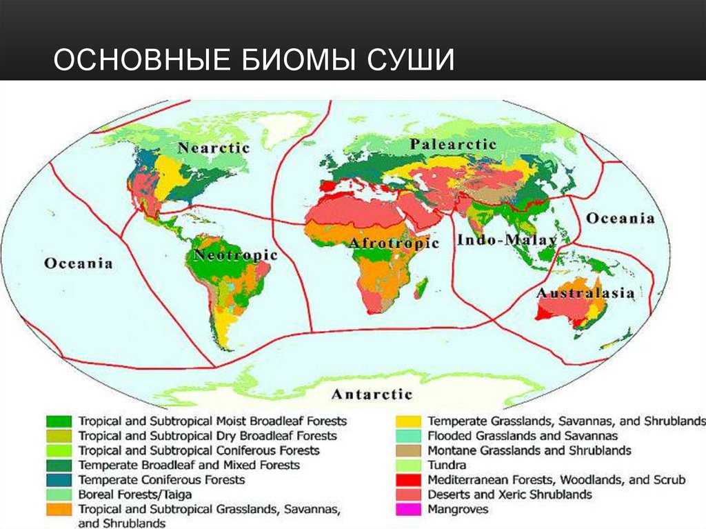 Характеристики копепод, таксономия, среда обитания, жизненный цикл и применение / биология | thpanorama - сделайте себя лучше уже сегодня!
