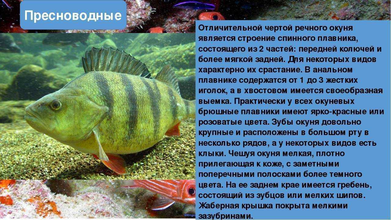 16 разновидностей окуня от речных до самых редких. окунь – что за рыба и как ее ловить?