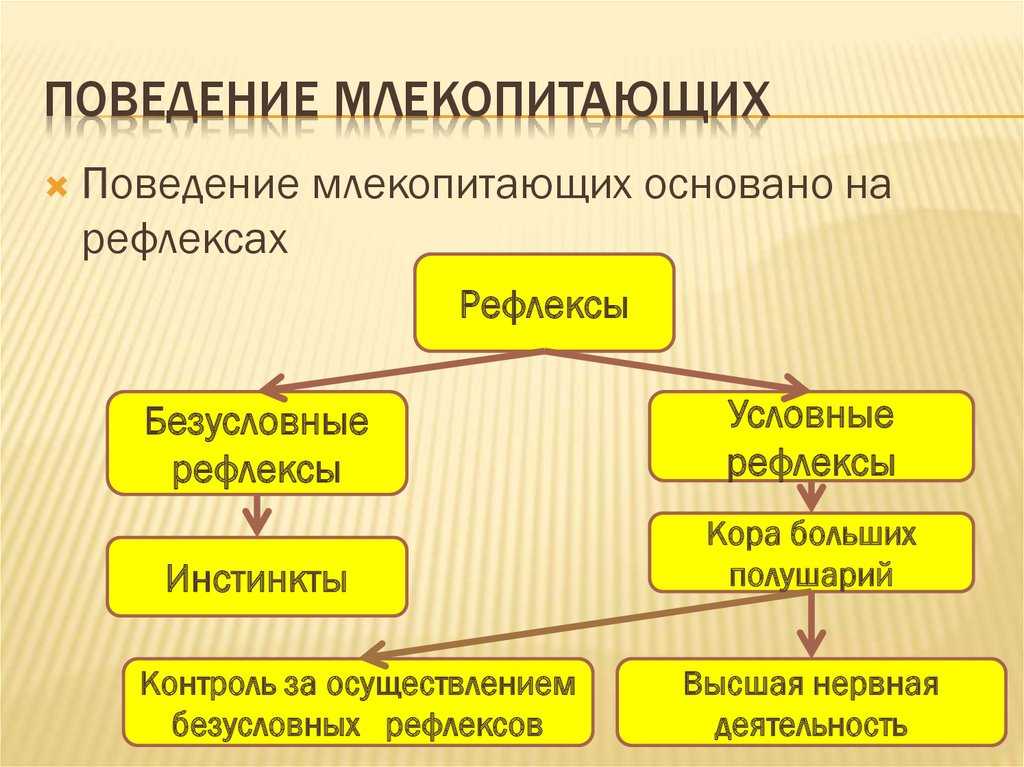Класс млекопитающие. яйцекладущие млекопитающие. сумчатые млекопитающие.
