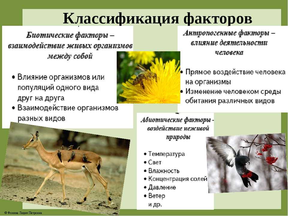 Абиотические экологические факторы среды ответ. Влияние биотических факторов на животных. Биотические факторы среды. Биотические факторы среды обитания. Влияние биотических факторов.