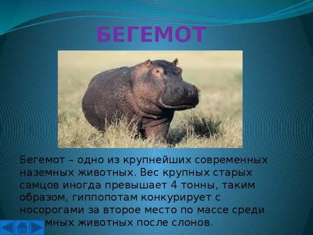Чем бегемот отличается от гиппопотама – кратко в чем разница и сходство (окружающий мир)