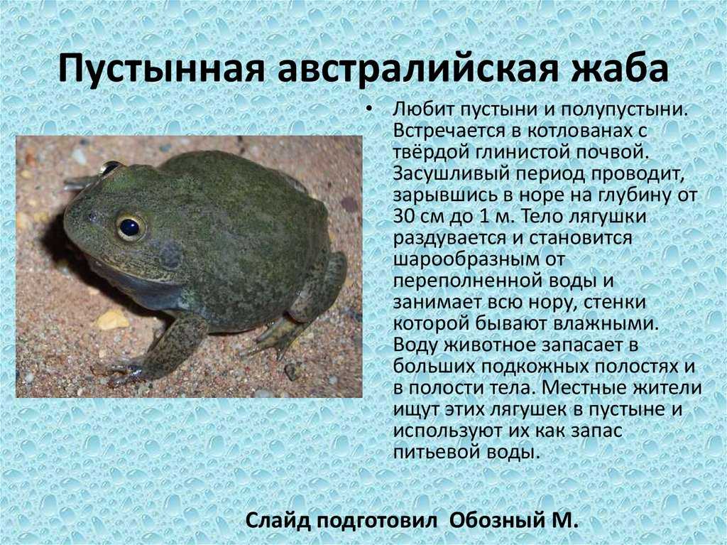 Отряд бесхвостые земноводные: особенности, виды - лягушки, жабы, квакши