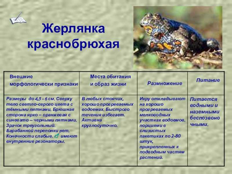Дальневосточная жерлянка | мир животных и растений