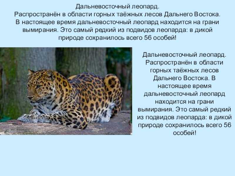 Леопард