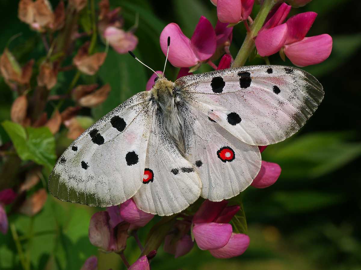 Нимфалиды -nymphalidae