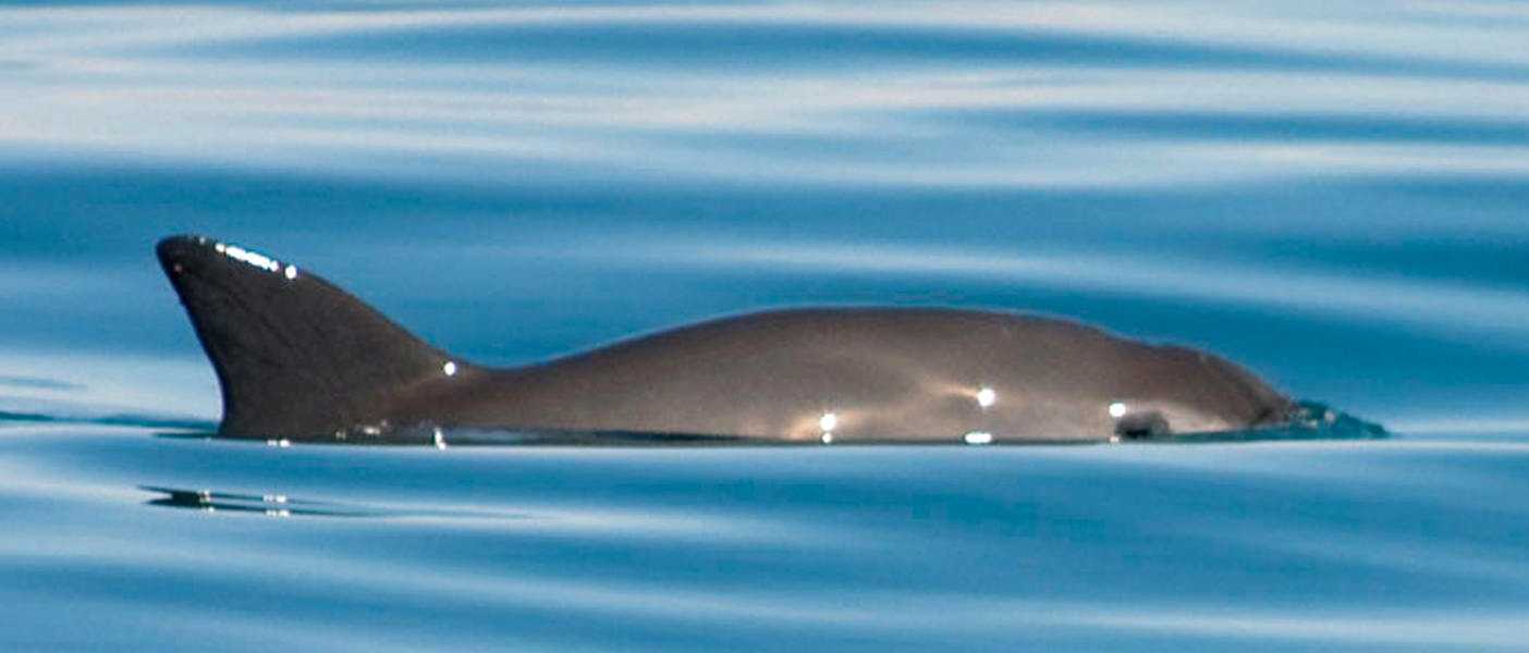 Морская свинья: виды, фото, описание животного
