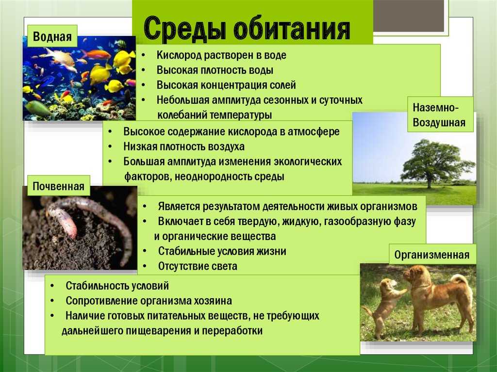 Песчанка содержание и уход в домашних условиях: чем кормить, сколько живет, как приручить к рукам