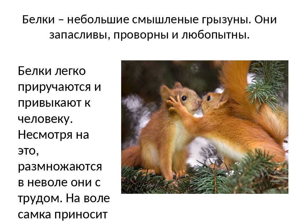 Каменистая белка. в пустынях северной америки живет каменистая белка - настоящий рекордсмен по выносливости. | интересные факты