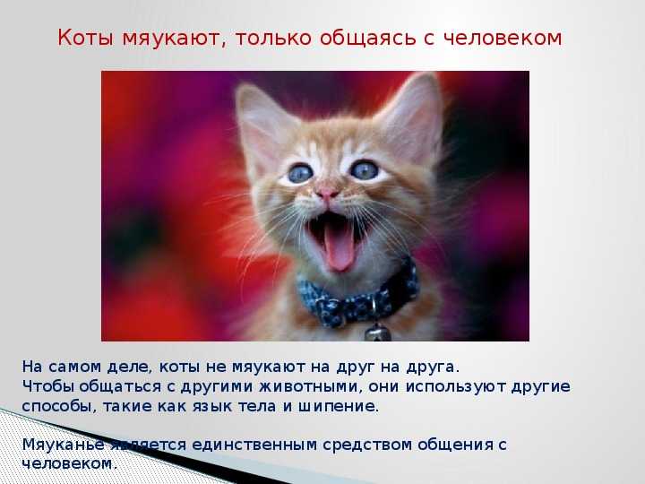 О языке животных