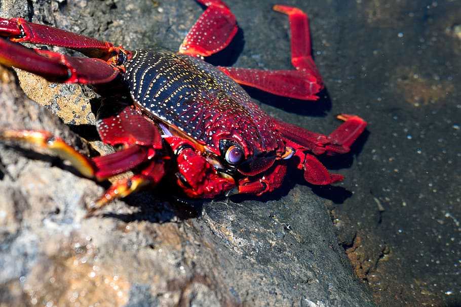 Лекция 7. тип членистоногие (arthropoda), класс ракообразные (crustacea)