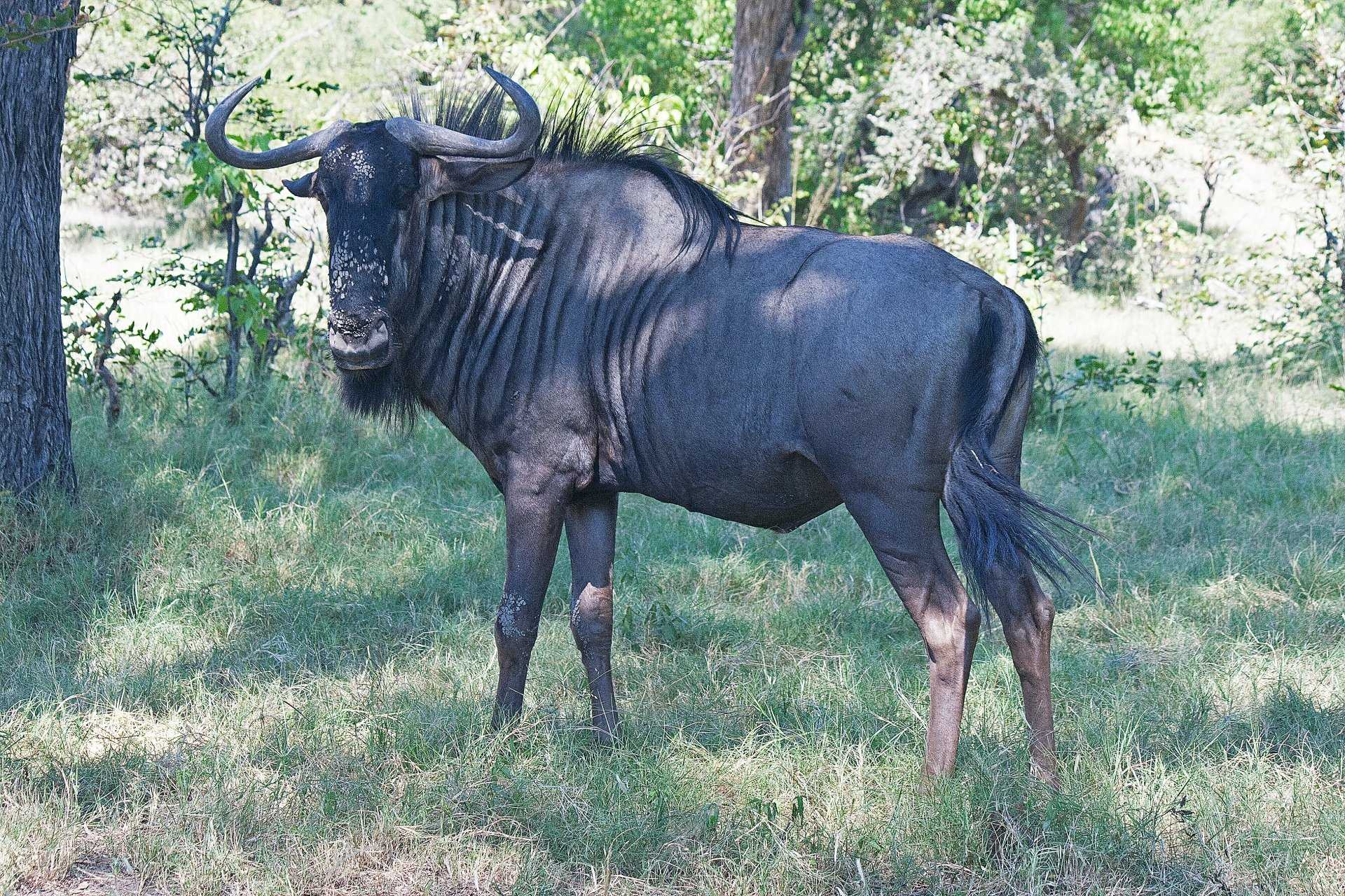 Конгони (alcelaphus) | lifecatalog