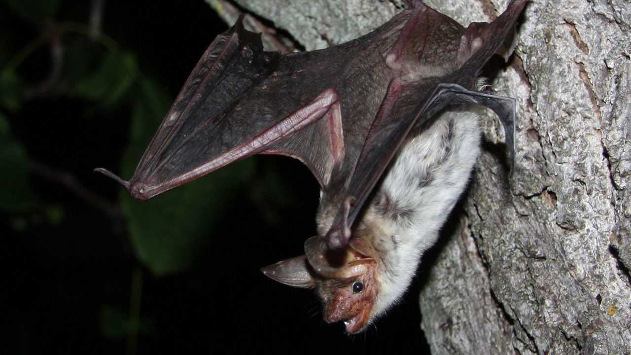 Трехцветная ночница myotis emarginatus