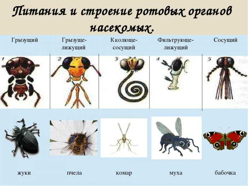 Бородавчатый омиас