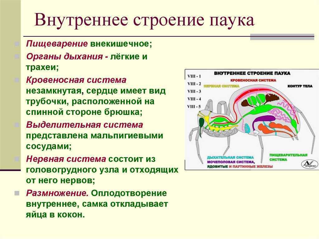 Паукообразные: внешний вид, фото, особенности, интересные факты, среда обитания