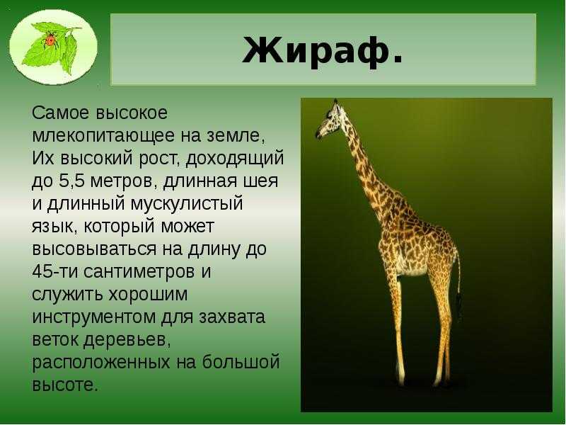 Любопытные факты о жирафах :: инфониак