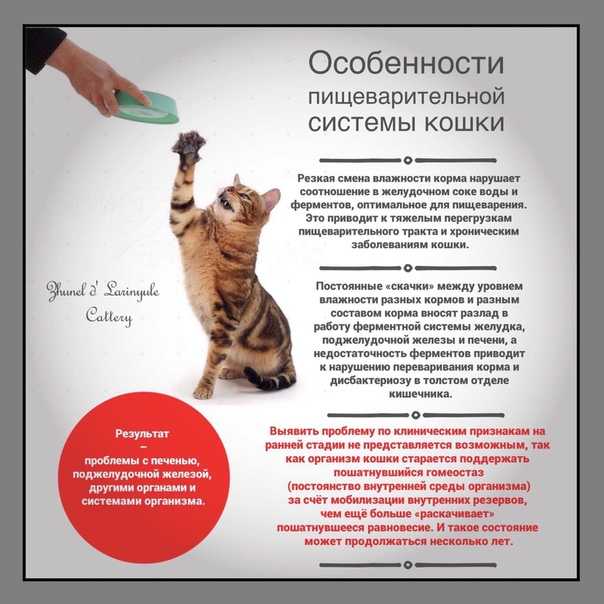 Интересные лайфхаки для кошек и котов: хитрости для кормления и ухода за питомцем, самодельные игрушки и прочие приспособления