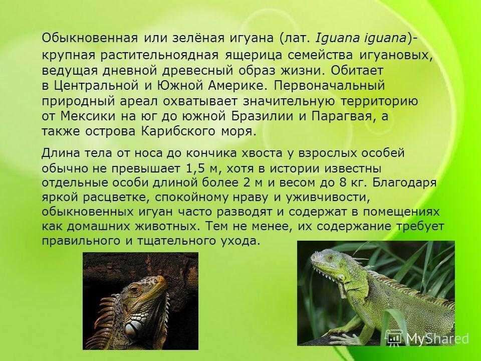 Виды ящериц с названиями, особенностями и фото | живность.ру