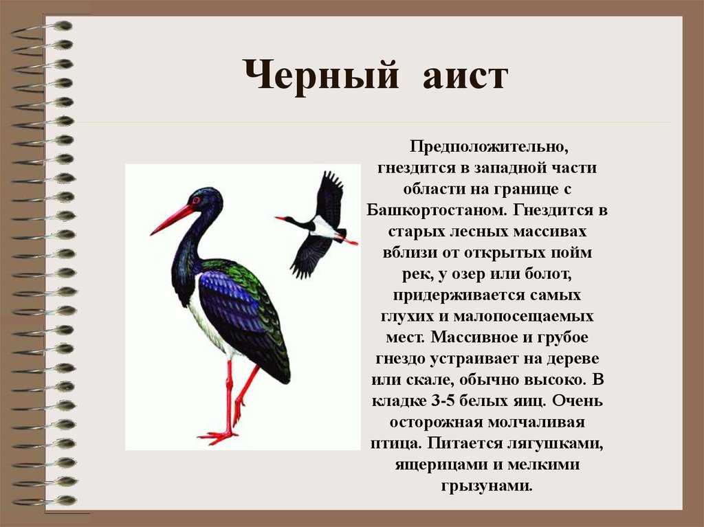 Черный аист птица. образ жизни и среда обитания черного аиста