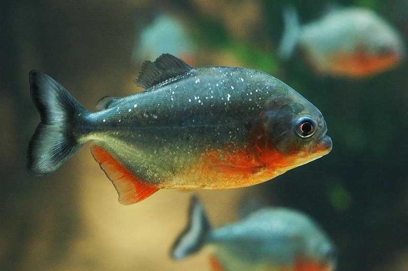 Пиранья наттерера (краснобрюхая пиранья) 🐠: все об аквариумных рыбках, кормление, уход, разведение