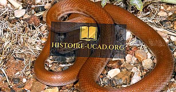 Graptemys pseudogeographica (псевдогеографическая черепаха) - черепахи.ру - все о черепахах и для черепах