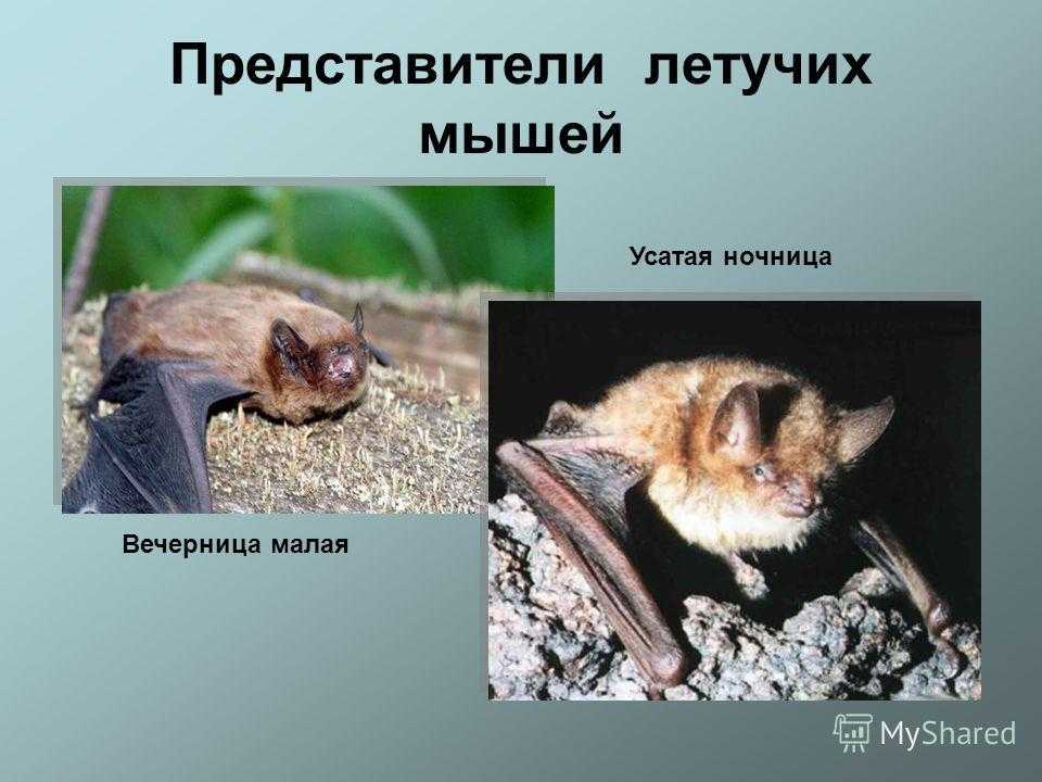Гигантская вечерница