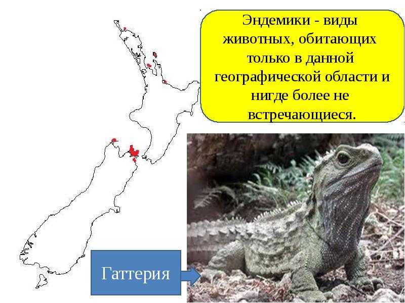 Ящерица туатара (гаттерия): фото, видео, описание и среда обитания ящерицы