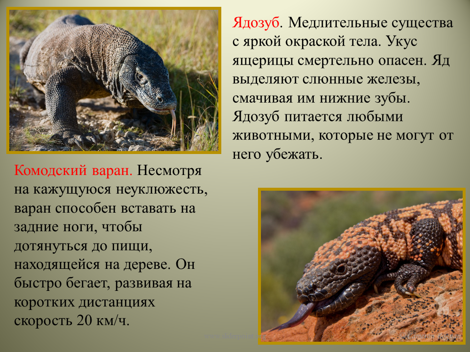 12 удивительных фактов о комодском варане | знание – свет