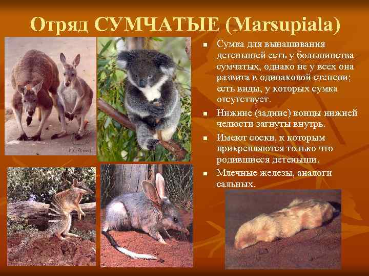 Кенгуру: описание, повадки, виды, фото