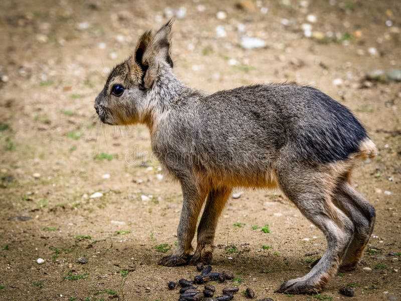 Caviidae