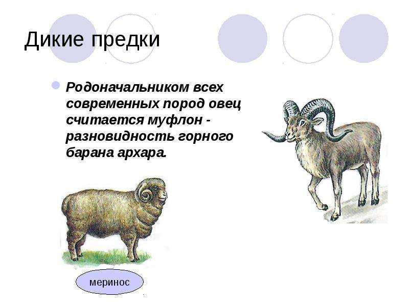 Баран – описание, виды, что едят, где живут, фото, видео
