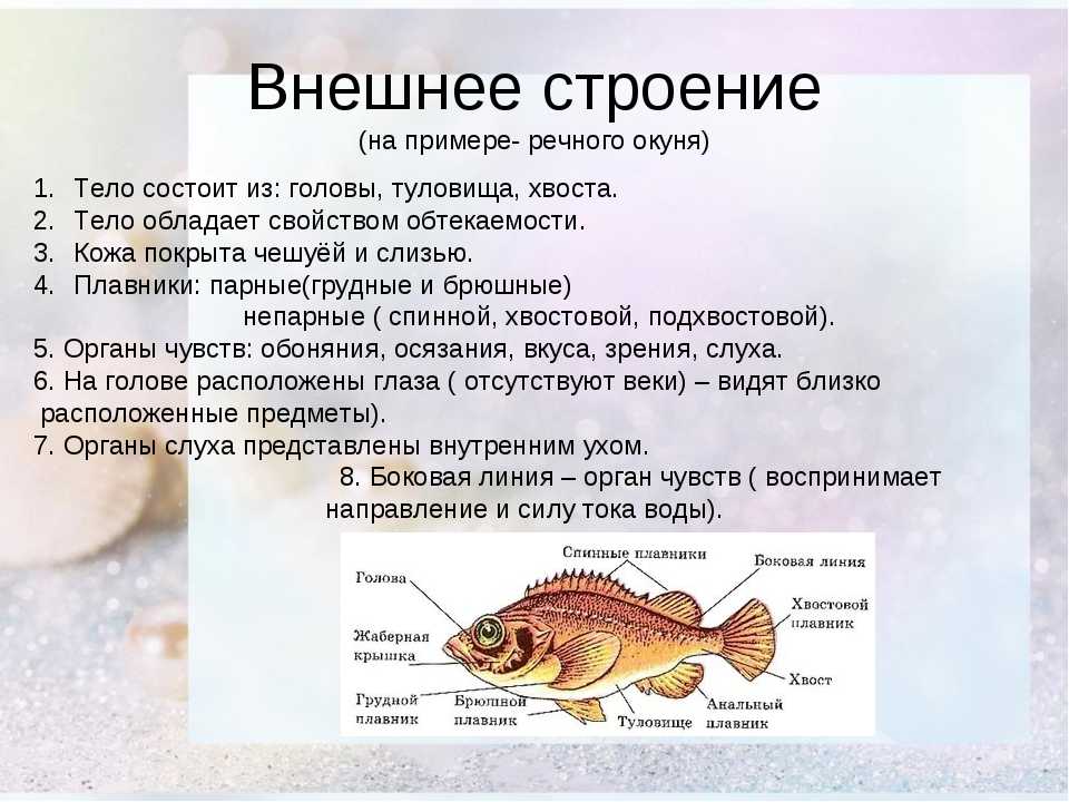 Рыба какой организм. Особенности внешнего строения речного окуня. Внешнее строение речного окуня биология 7 класс. Внешнее строение рыбы особенности строения. Внутренне строение речного окуня.