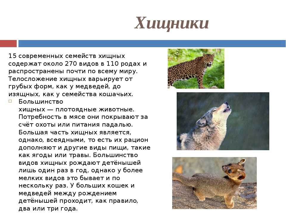 Хищные млекопитающие