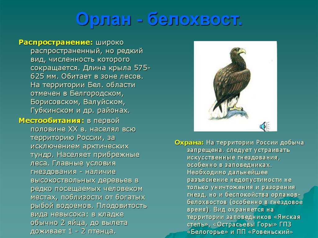 Гуси из красной книги, охота на которых  запрещена