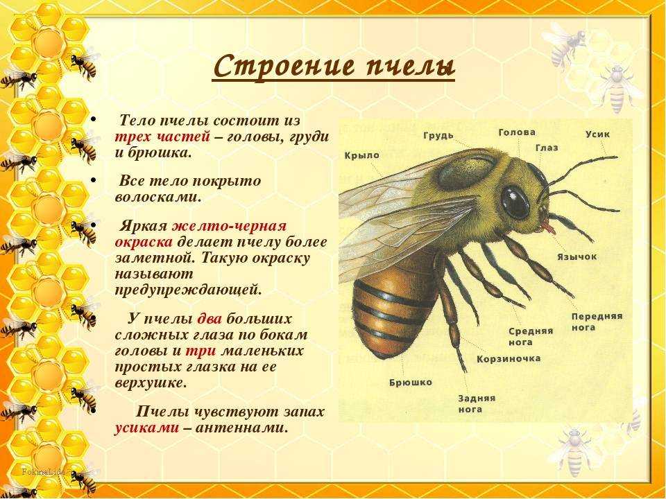 Как устроена пчела:  глаза, крылья, лапки, пищеварение