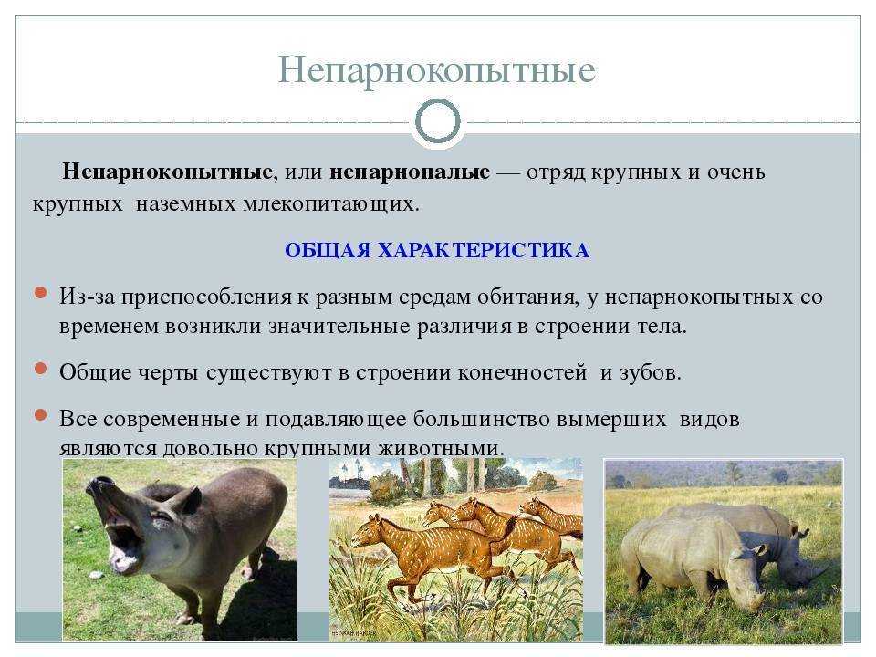 Парнокопытные и непарнокопытные животные