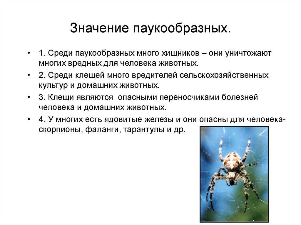 Тип паукообразные - общая характеристика, описание и виды представителей