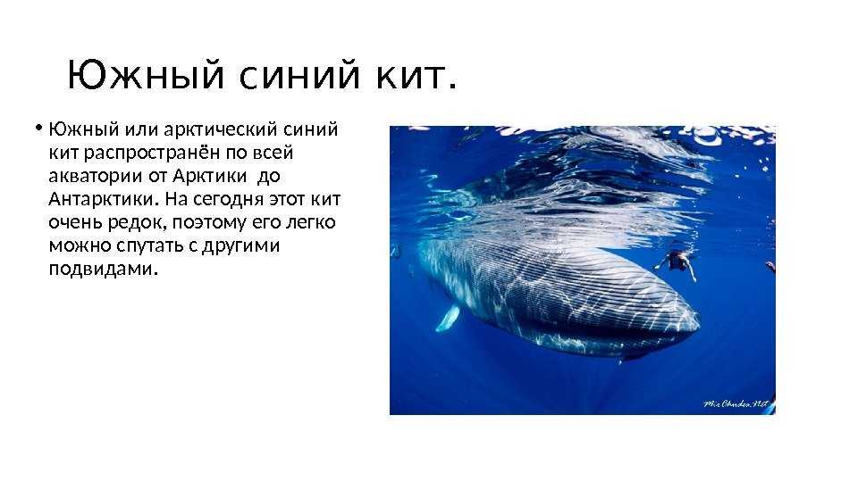 Самые распространённые виды китов (20 китообразных планеты)